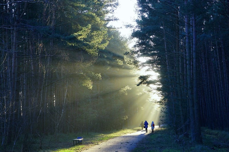 Mindful Walking in Nature